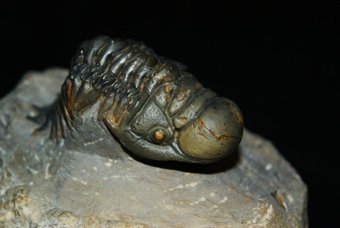 高质量 - 动物化石 - Crotalocephalus Gibbus