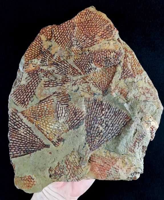 壯觀的筆石，保存完好！！！ - 動物化石 - Araneograptus murrayi (Hall, 1865) - 23 cm - 20 cm