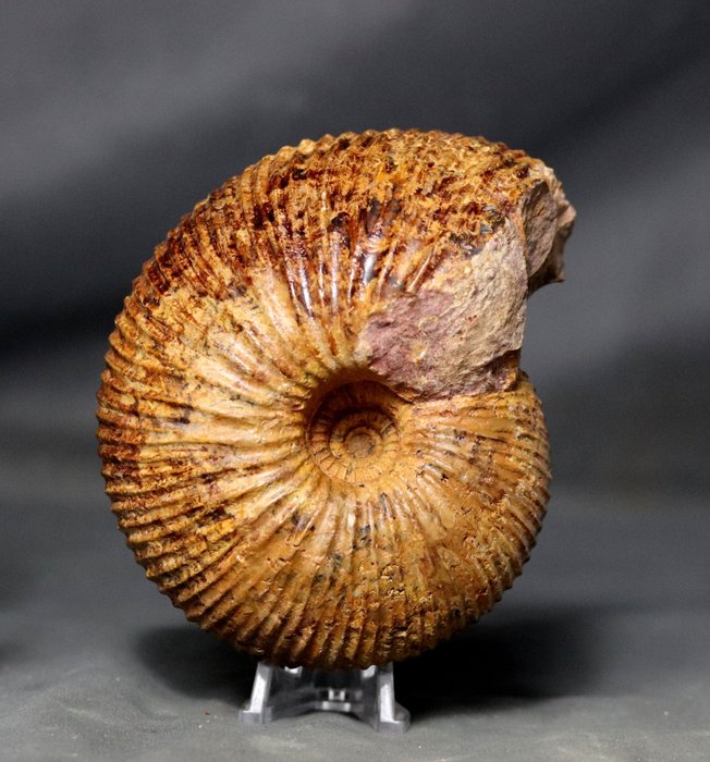 斑彩螺 - 动物化石 - Mayaites aff. obesus - 12.5 cm
