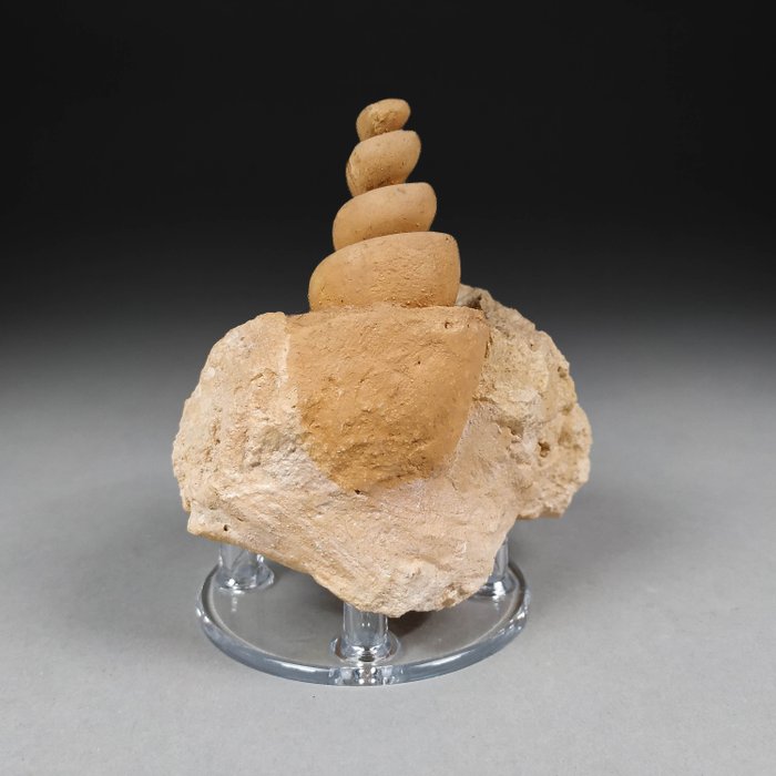 神奇的腹足類貝殼化石 - 化石碎片 - Turritella sp. - 9.1 cm - 6.1 cm  (沒有保留價)