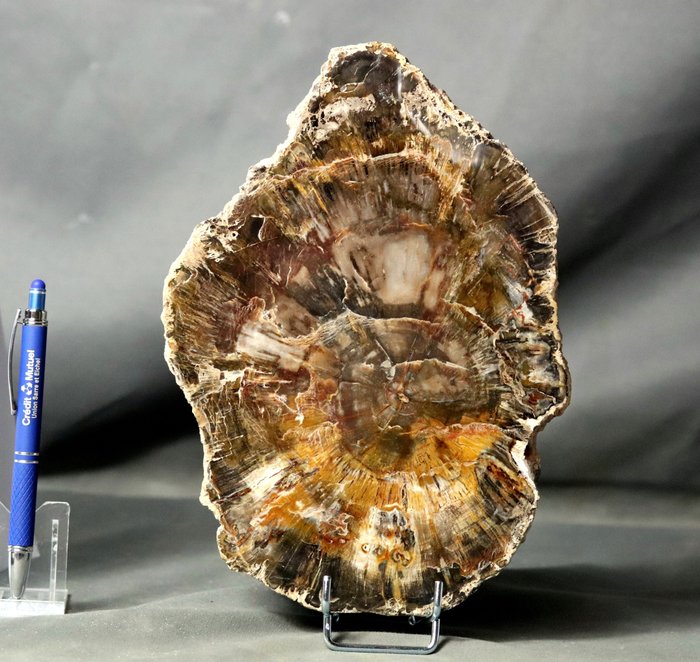 支架上的装饰木化石 - 抛光，颜色漂亮，尺寸大 - 化石植物 - 24.8 cm - 18 cm