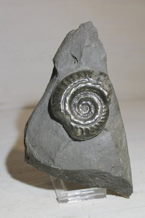 斑彩螺 - 贝壳化石 - Hildoceras bifrons - 14 cm - 10 cm