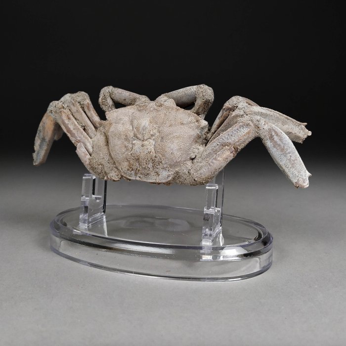 Superbe crabe fossile - Animal fossilisé - Macrophtalmus sp. - 12.1 cm - 4 cm