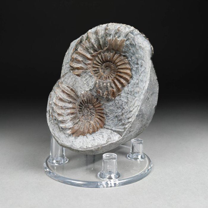 Beau bloc d'ammonites - Fragment fossilisé - Pleuroceras sp. - 8.8 cm - 8.3 cm  (Sans Prix de Réserve)