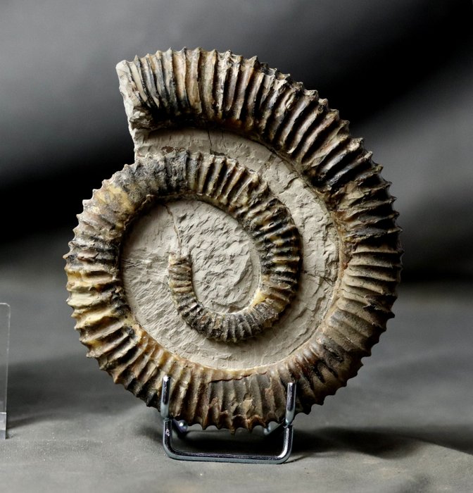 巨大而杰出 - 动物化石 - Aegorioceras raricostatus - 15 cm
