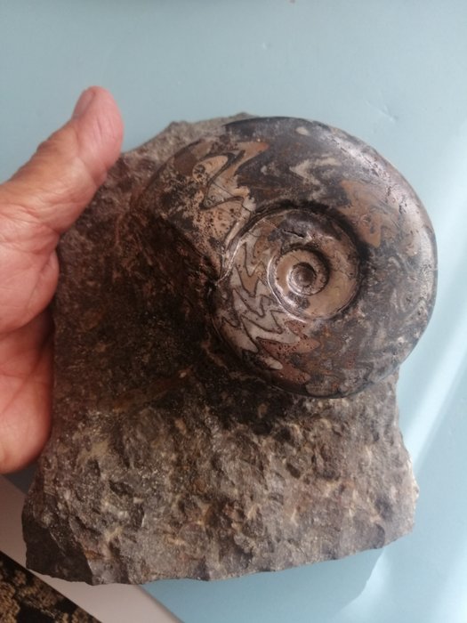 棱菊石目 - 動物化石 - 16 cm - 12 cm  (沒有保留價)