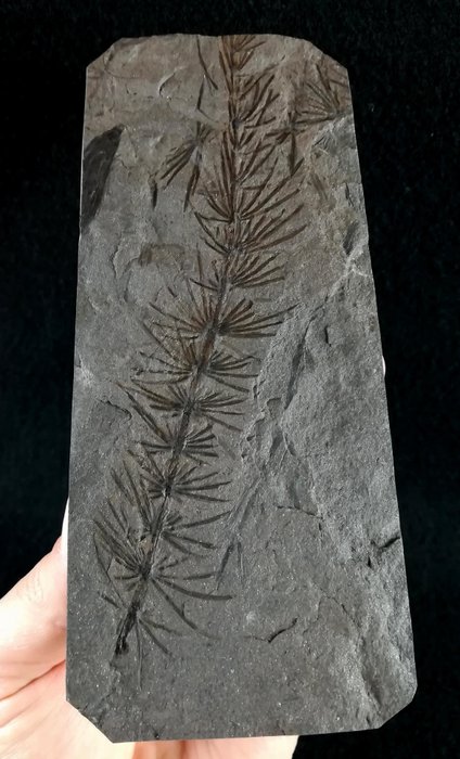 Fossil plant with exceptional preservation!! - Horsetail (equisetales) - Fossilised animal - Asterophyllites equisetiformis (SCHLOTHEIM;  BRONGNIART, 1828) - 165 mm - 73 mm