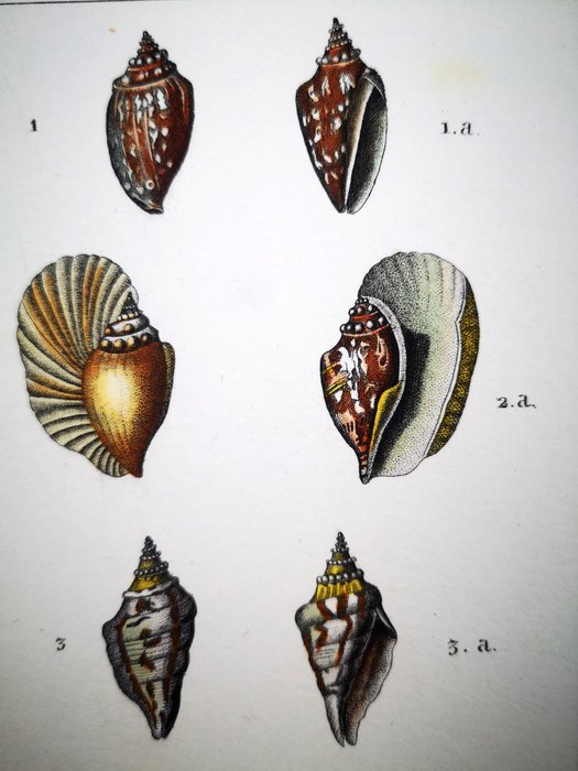 Jean-Gabriel Prêtre - Original Engravings with Superb Antique Watercolouring on shells, seacreatures, corals - 1830