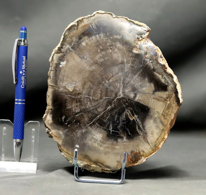 Dekorativt fossiliserat trä på stativ - Polerat med fina färger och stor storlek - Fossiliserad växt - 16.5 cm - 14 cm