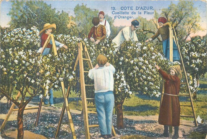 Frankrijk - Afdeling 06 - Kweek- en productieatelier voor grassen en bloemen - Ansichtkaart (12) - 1900-1930