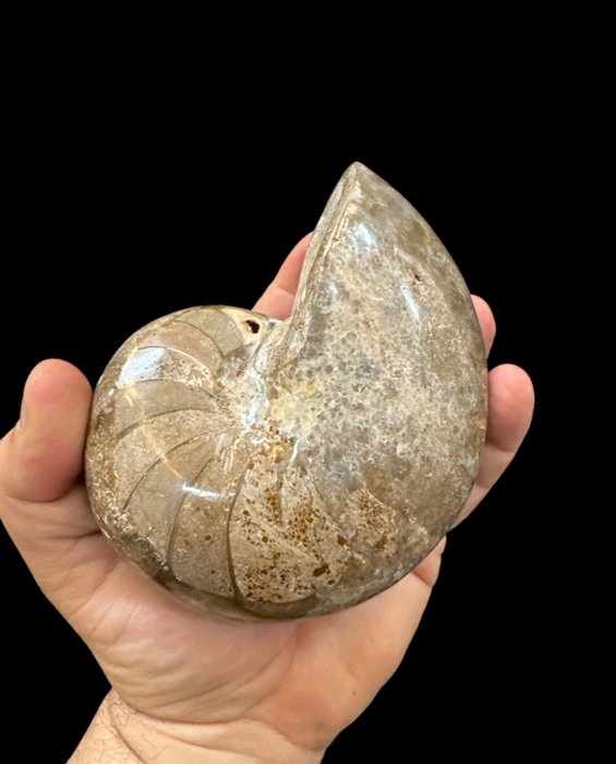 斑彩螺 - 动物化石 - ammonite - 13 cm - 10 cm  (没有保留价)