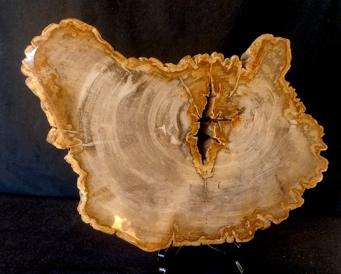 Petrified Wood - Fossilised wood - diptocarpus - 3.5 cm - 36 cm