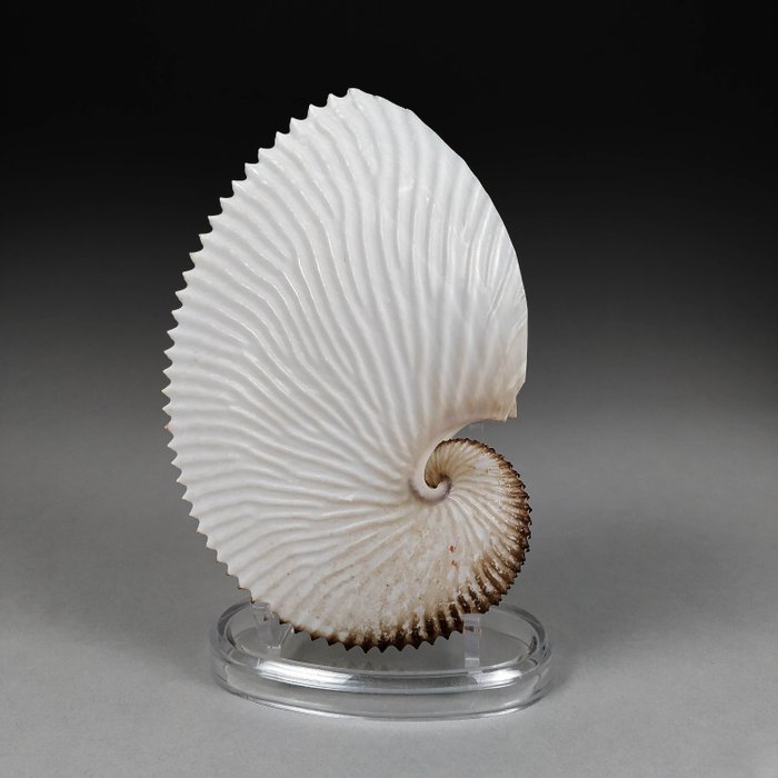 Conchiglia Nautilus in carta pregiata Conchiglia marina - Argonauta argo  (Senza Prezzo di Riserva)