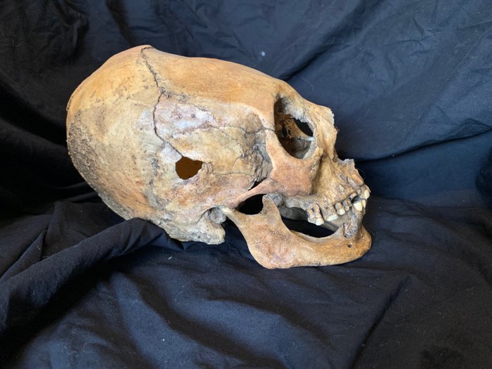 纳斯卡拉长头骨复制品 颅骨 - Homo sapiens - 0 cm - 0 cm - 0 cm