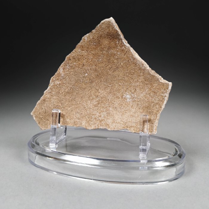 Fragment d'œuf d'Aepyornis - Fragment fossilisé - Aepyornis maximus - 8.9 cm - 8.1 cm  (Sans Prix de Réserve)