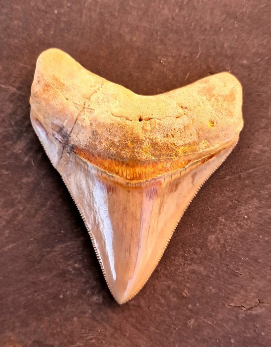 Megalodon - Skamieniały ząb - 9.5 cm - 7.3 cm