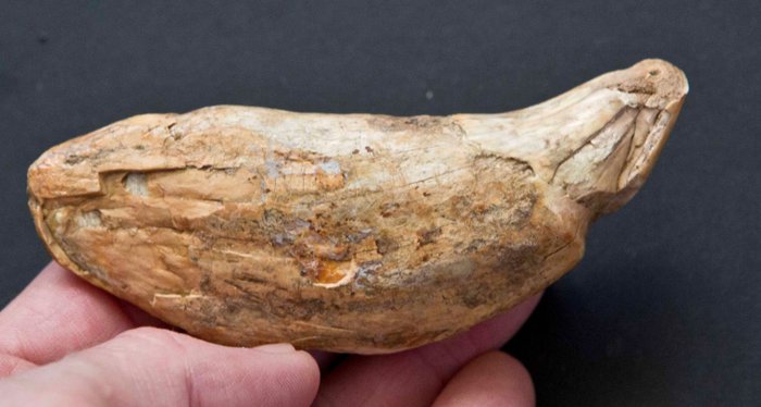 洞穴熊 - 象牙化石 - Ursus spelaeus - 100 mm - 38 mm