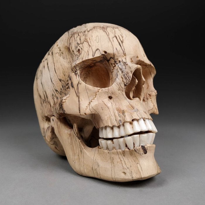 Replik eines menschlichen Schädels (Spitzenqualität und große Abmessungen!) Schädel - (Homo sapiens) - 13.2 cm - 10 cm - 15 cm