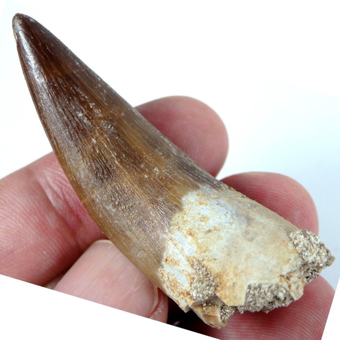 Diente - Diente fósil - Zafarasaura oceanis - 52 mm - 16 mm  (Sin Precio de Reserva)