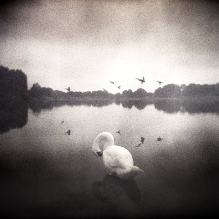 Frank Machalowski - Swan Sea