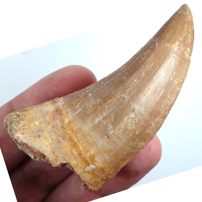 Fossil tann - Hainosaurus sp. - Tylosaur tooth - Rare tylosaur pterygoid tooth - 68 mm - 33 mm  (Ingen reservasjonspris)