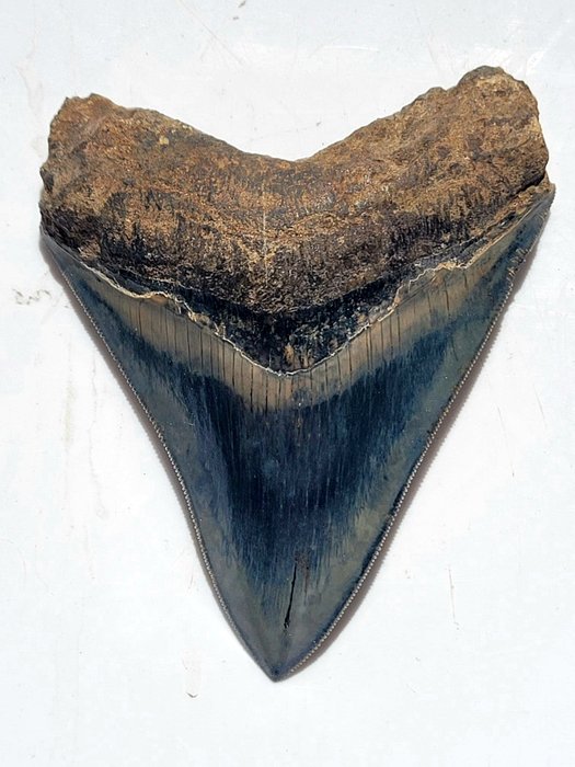 巨牙鯊 - 牙齒化石 - 10.7 cm - 8.4 cm
