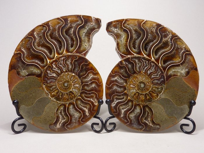 Ammonite - Animal fossilisé - Aioloceras (Cleoniceras) sp. - 13 cm  (Sans Prix de Réserve)