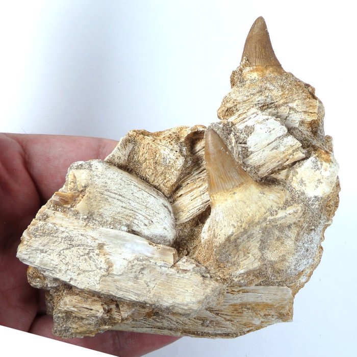 Mosasaurier - Fossil tand - Platecarpus ptychodon teeth and mandible fragments - 105 mm - 105 mm  (Utan reservationspris)