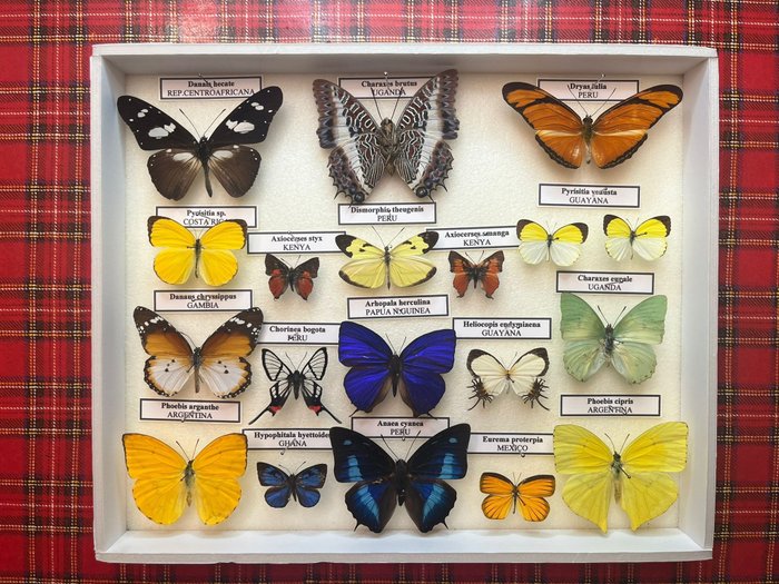 蝴蝶 动物标本剥制全身支架 - Butterflies - 30 cm - 25 cm - 5 cm