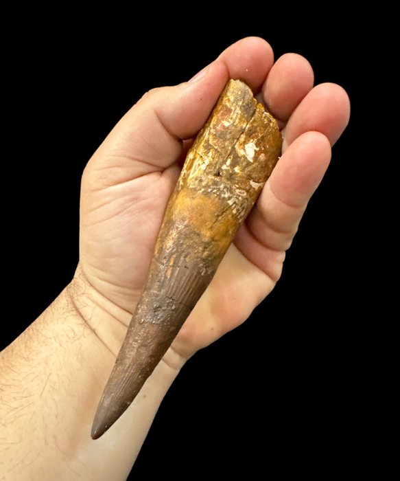 Spinozaur - Skamieniały kieł - Diente de Spinosaurio - 13.5 mm - 3 cm  (Bez ceny minimalnej
)