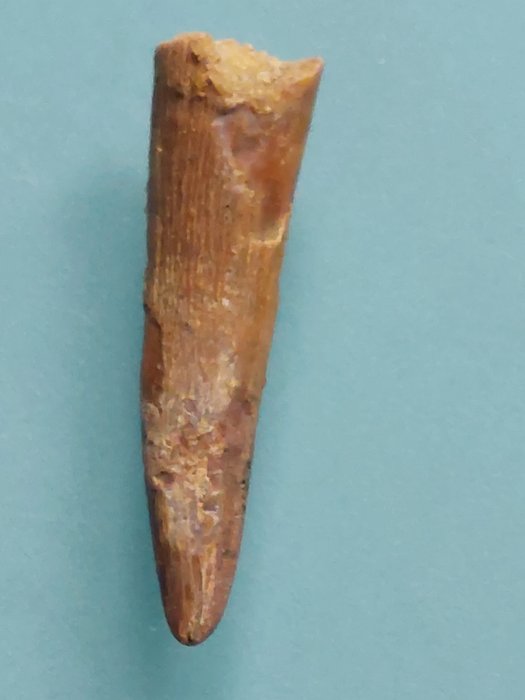 Pterosaur - Dinte fosilă - Coloborhynchus araripensis - 41 mm - 20 mm  (Fără preț de rezervă)
