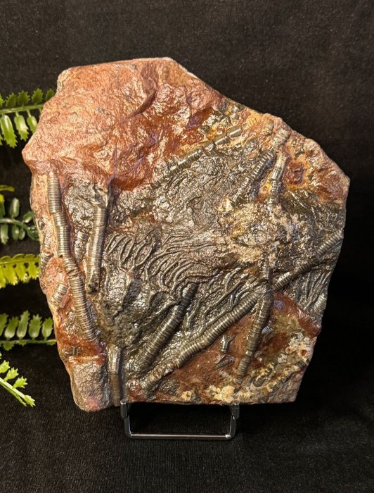 Giglio di mare - Matrice fossile - decorative Crinoid auf Mutter Matrix - 15.5 cm - 14.5 cm  (Senza Prezzo di Riserva)
