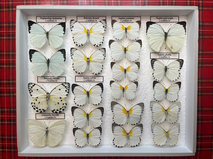 Fluture Taxidermie montură corp întreg - Pieridos - 30 cm - 25 cm - 5 cm