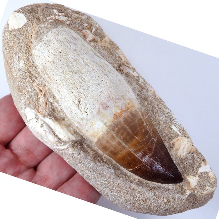Mosasaurietand i matris - Fossil tand - Prognatodon giganteous - 100%Natural tooth - Main tooth is 96mm - 140 mm - 60 mm