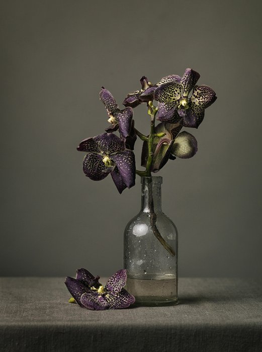 Tessa Posthuma de Boer - Orchid #4