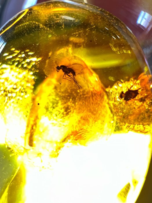 Un pezzo di ambra con due insetti - Ambra  (Senza Prezzo di Riserva)