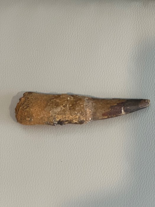 帆棘龙 - 牙齿化石 - 13 cm - 3.1 cm