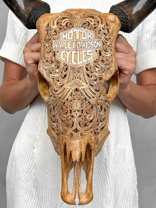 无底价 - 正宗手工雕刻棕色牛头骨 - 摩托车图案 - 雕刻的颅骨 - Bos Taurus - 51 cm - 41 cm - 15 cm- 非《濒危物种公约》物种