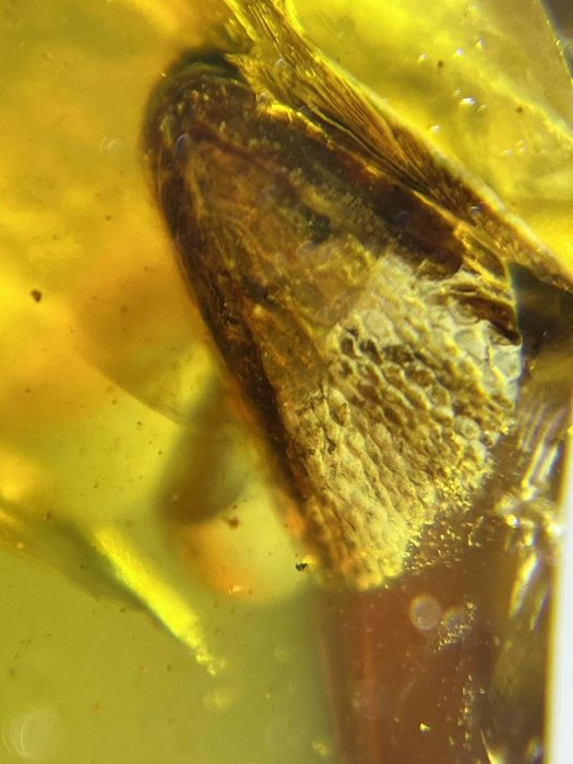 Amber - Κεχριμπάρι - Lizard skull in amber - 28 mm - 20 mm