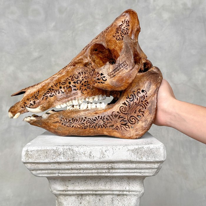 BEZ CENY REZERWOWEJ - Dzik z brązową patyną - Tradycyjna rzeźba balijska- Rzeźbiona czaszka - Suidae sp. - 24 cm - 17 cm - 28 cm- Gatunki inne niż CITES -  (1)