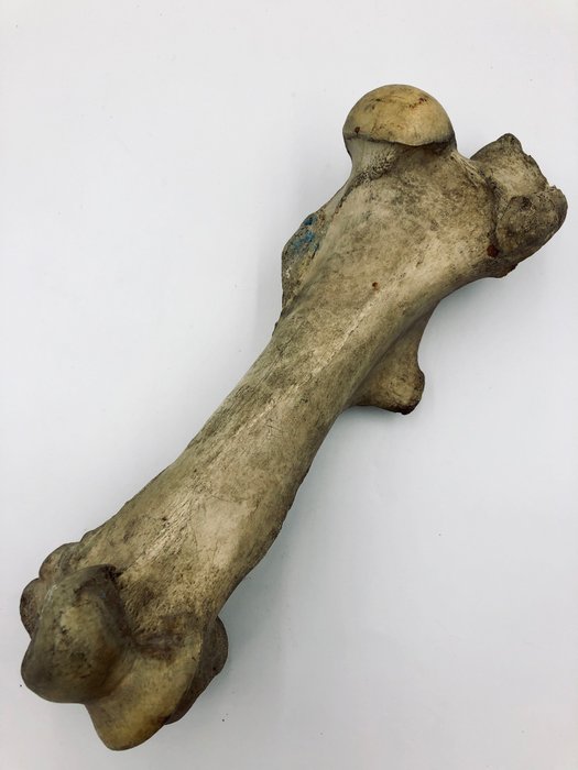 Il cavallo di Przewalski - Osso fossile - Equus ferus przewalskii - 17 cm - 13 cm