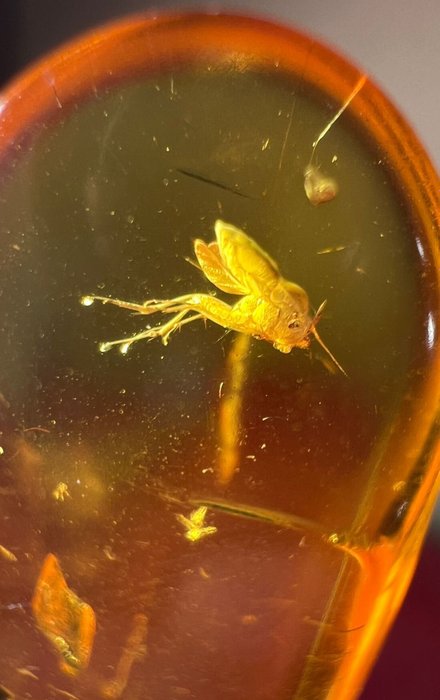 Merveilleux un morceau d'ambre avec un insecte - Ambre  (Sans Prix de Réserve)