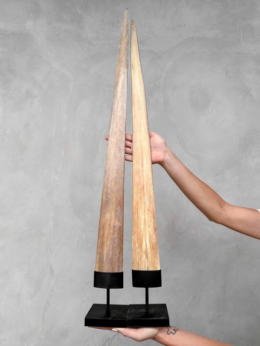 KEIN MINDESTPREIS – Ein Paar extra große Schwertfischpodeste auf passgenauen Sockeln – Rostrum auf Ständer - Xiphias Gladius - 90 cm - 10 cm - 10 cm- Nicht-CITES-Arten -  (2)
