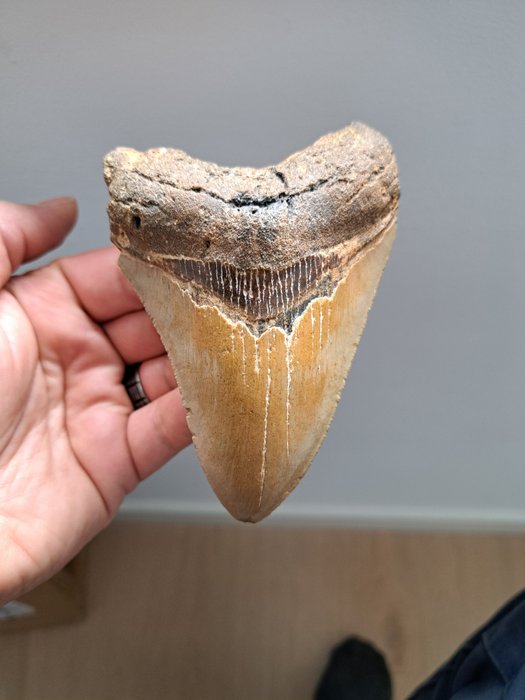 巨齿鲨 - 牙齿化石 - *wow* USA MEGALODON TOOTH - 11.5 cm - 8.2 cm