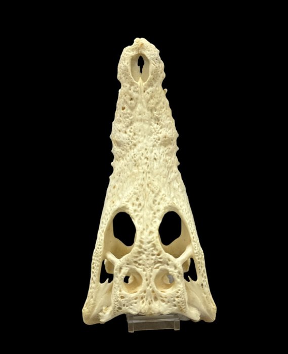 Coccodrillo del Nilo Cranio di rettile - Cocodrilo del Nilo - 21 cm - 10 cm - 0 cm- Specie non CITES -  (1)