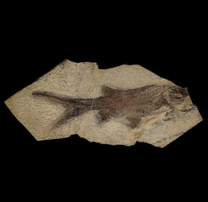 Ritka és egyedi - Ptycholepis - Jól látható halpikkelyek - Fosszilizálódott állat - 24 cm