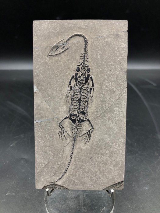 Reptil marino - Matriz de placa fósil - Keichousaurus sp. - 12.5 cm - 6.5 cm  (Sin Precio de Reserva)