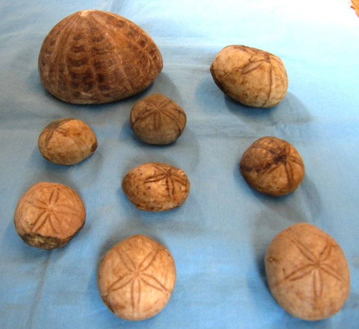 海胆 - 甲壳化石  (没有保留价)