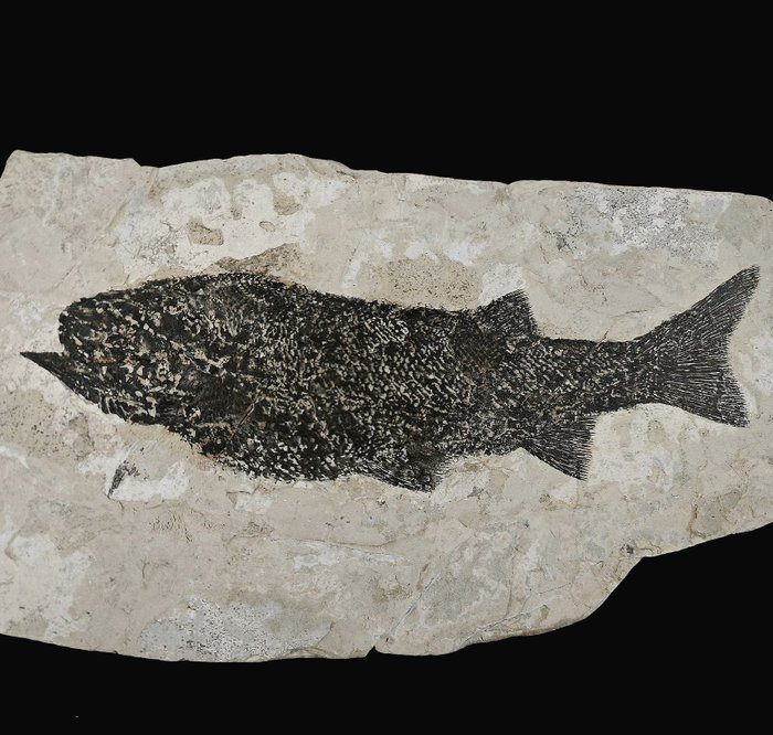Edição de colecionador com qualidade de museu - Animal fossilizado - Asialepidotus shingyiensis - 26 cm