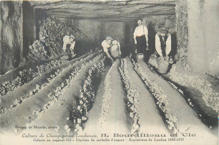 France - Department (Indre et Loire) and 72 (Sarthe) - Mushroom farms - Mushroom cultivation - Postcard (5) - 1900-1930